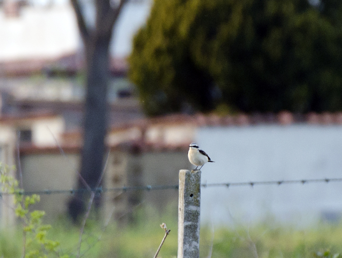 Culbianco e Monachella in migrazione